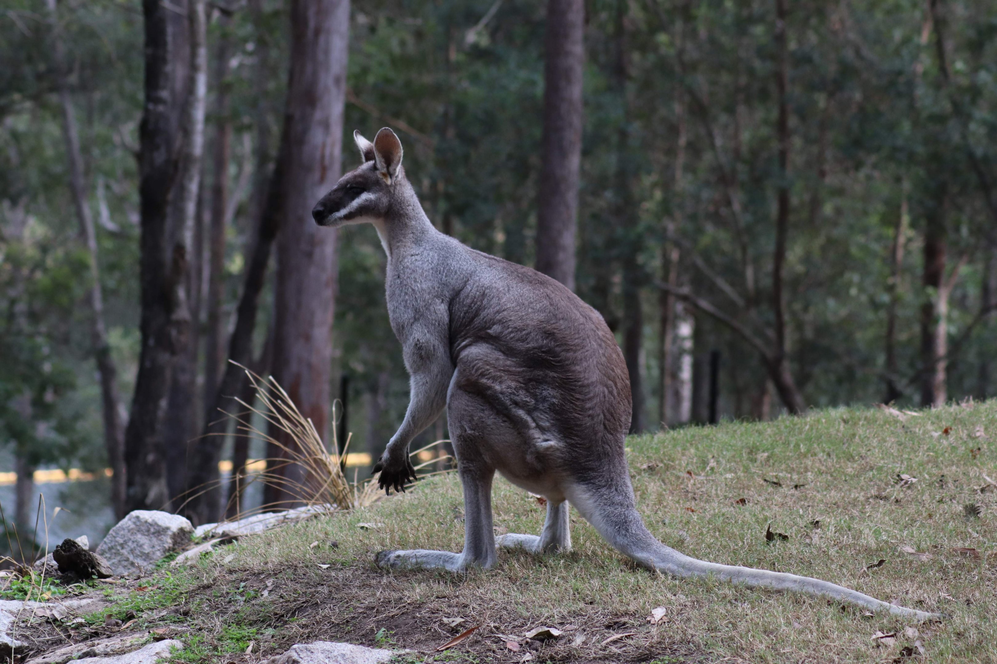 Male Whiptail Wallaby (Macropus parryi)