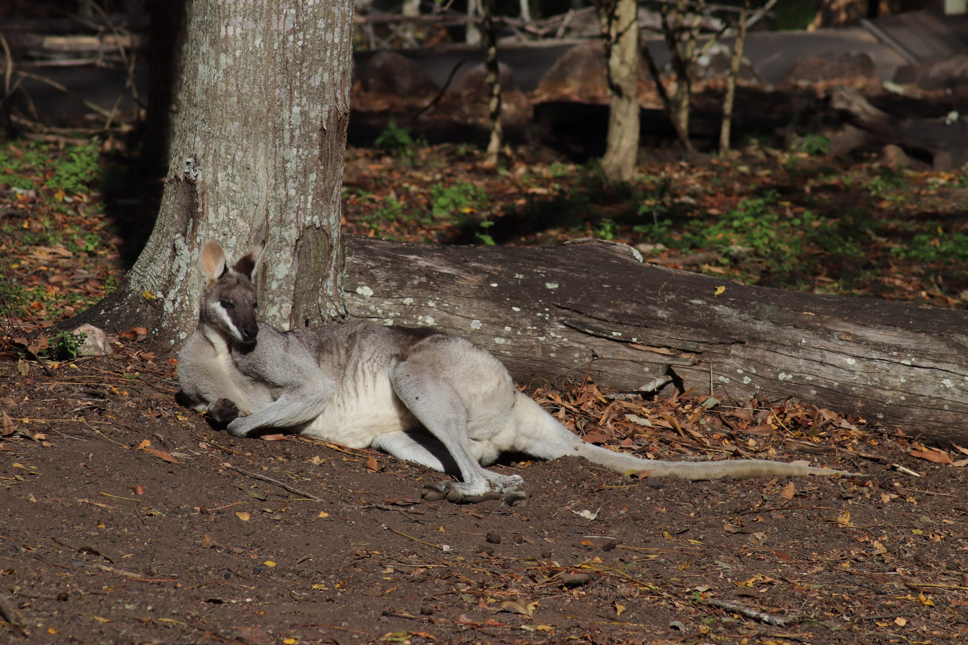 Male Whiptail Wallaby (Macropus parryi)