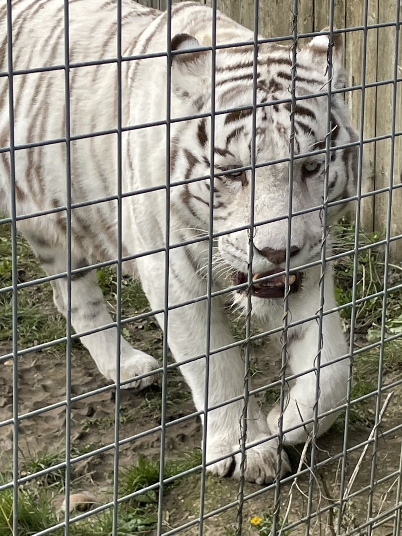 Male White Bengal Tiger, Mohan