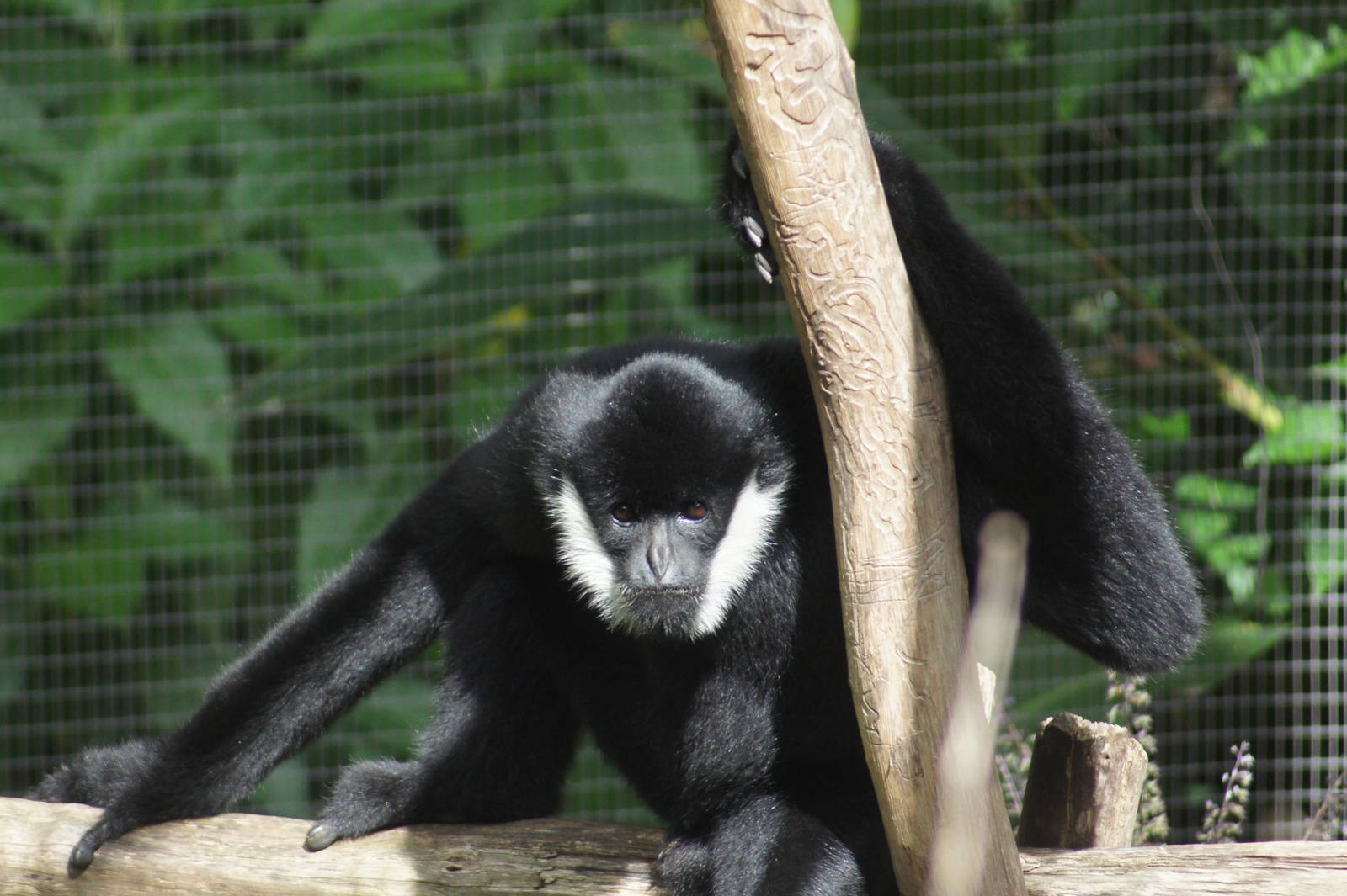 Male White Cheecked Gibbon