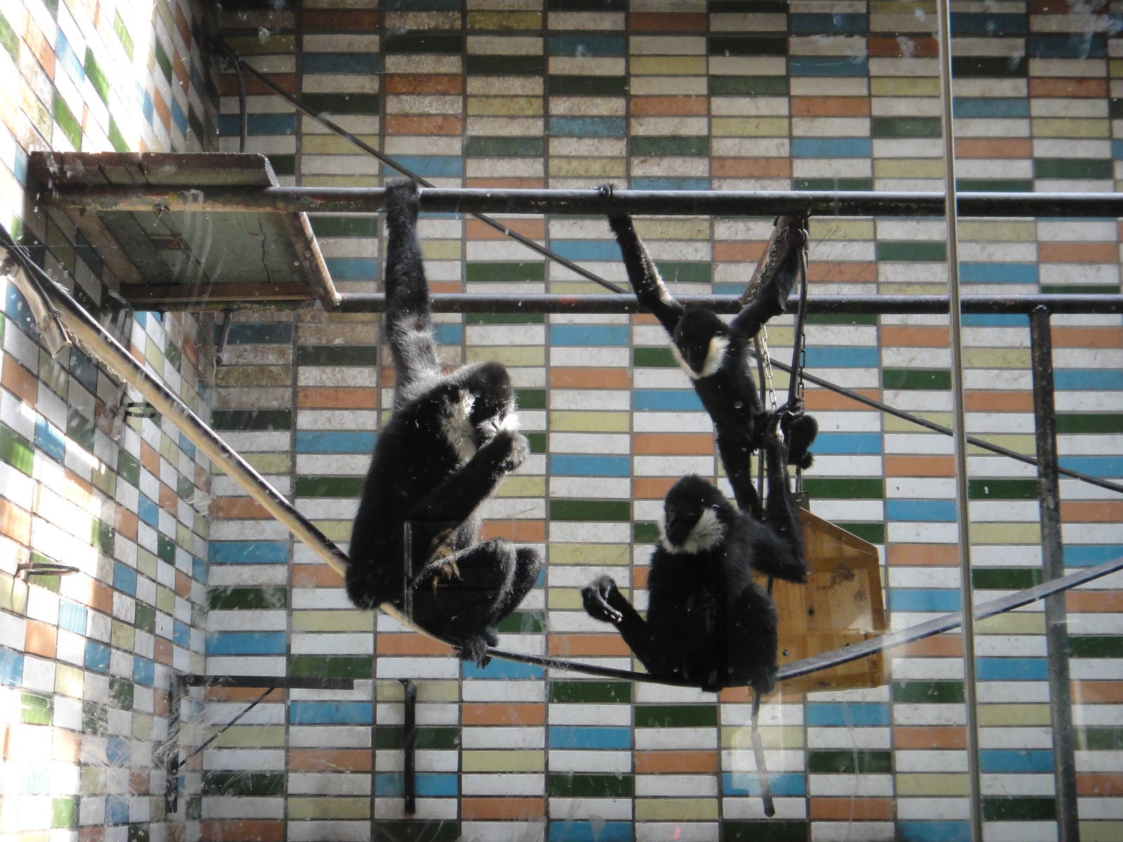 Male white-cheeked gibbon (Nomascus leucogenys) and his two sons