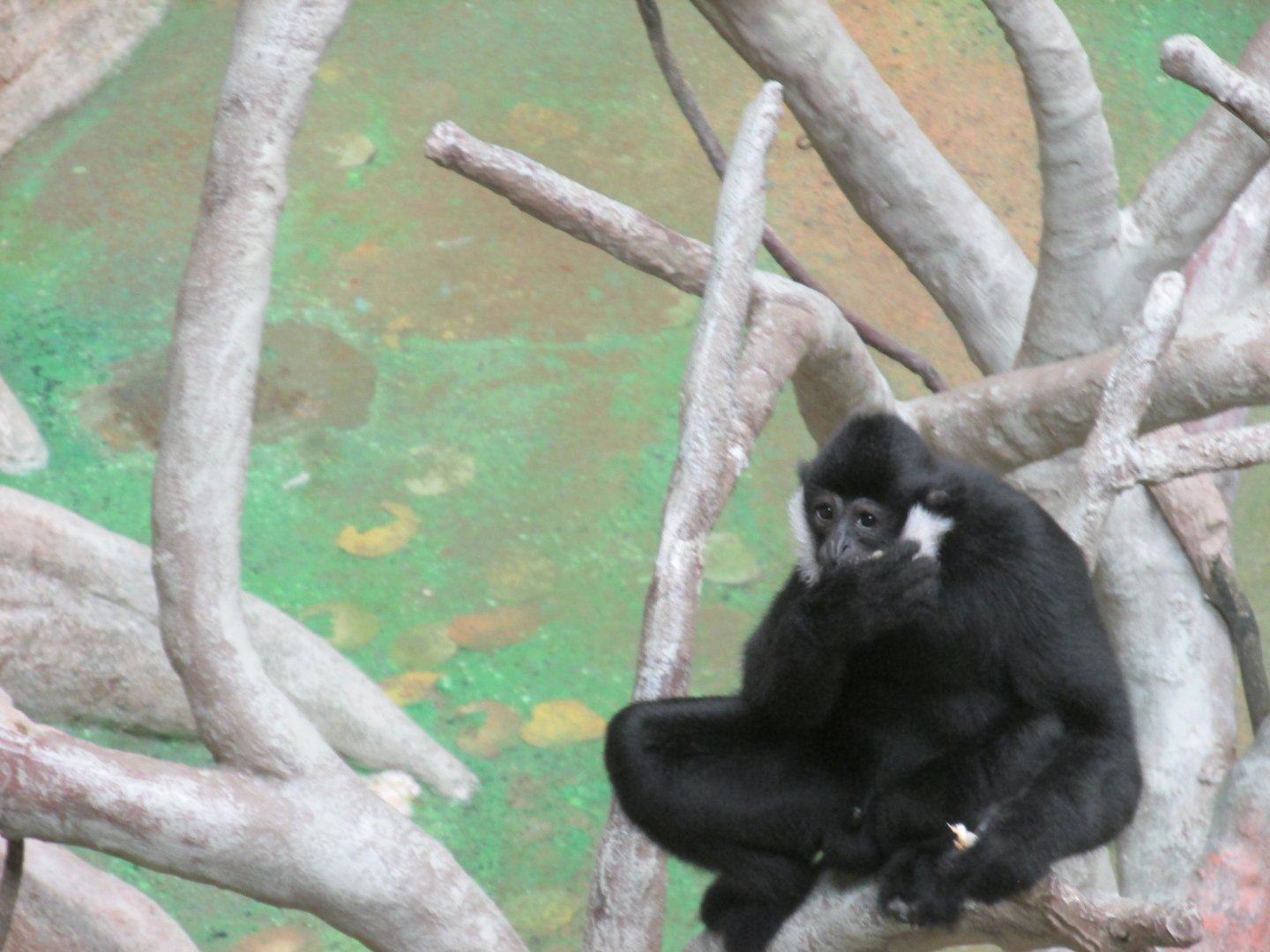 male white cheeked gibbon