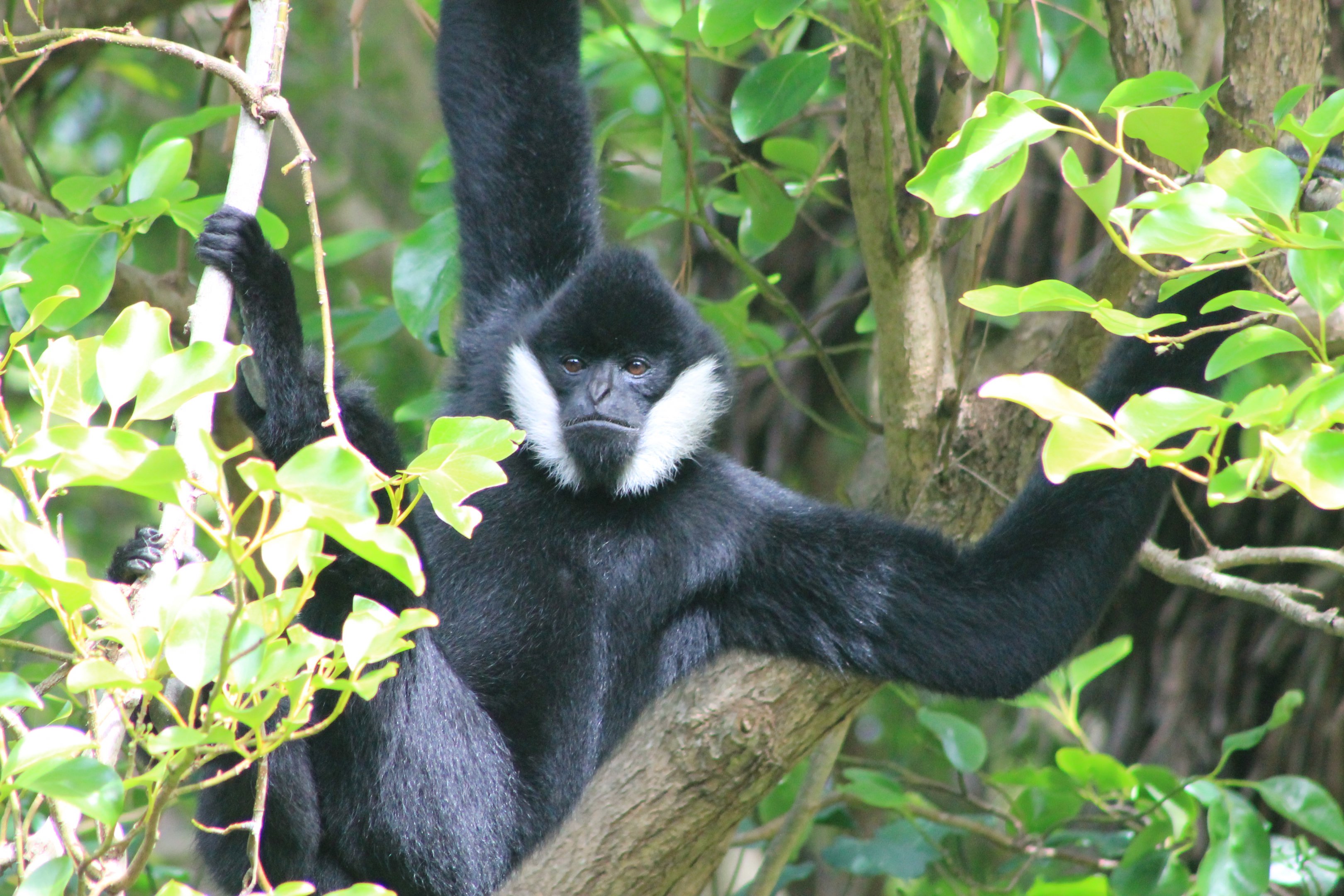 Male White-cheeked Gibbon