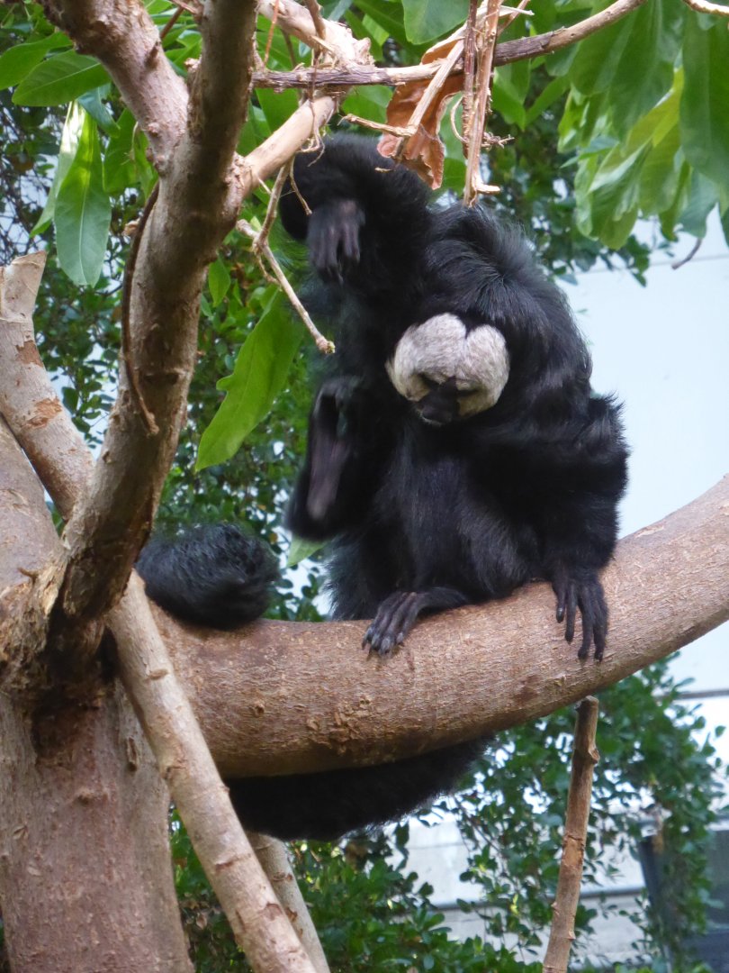 Male White-Facead Saki Monkey