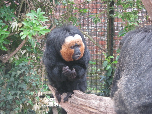 Male White-faced Saki 2012