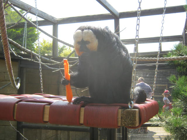 Male white faced saki 2016.