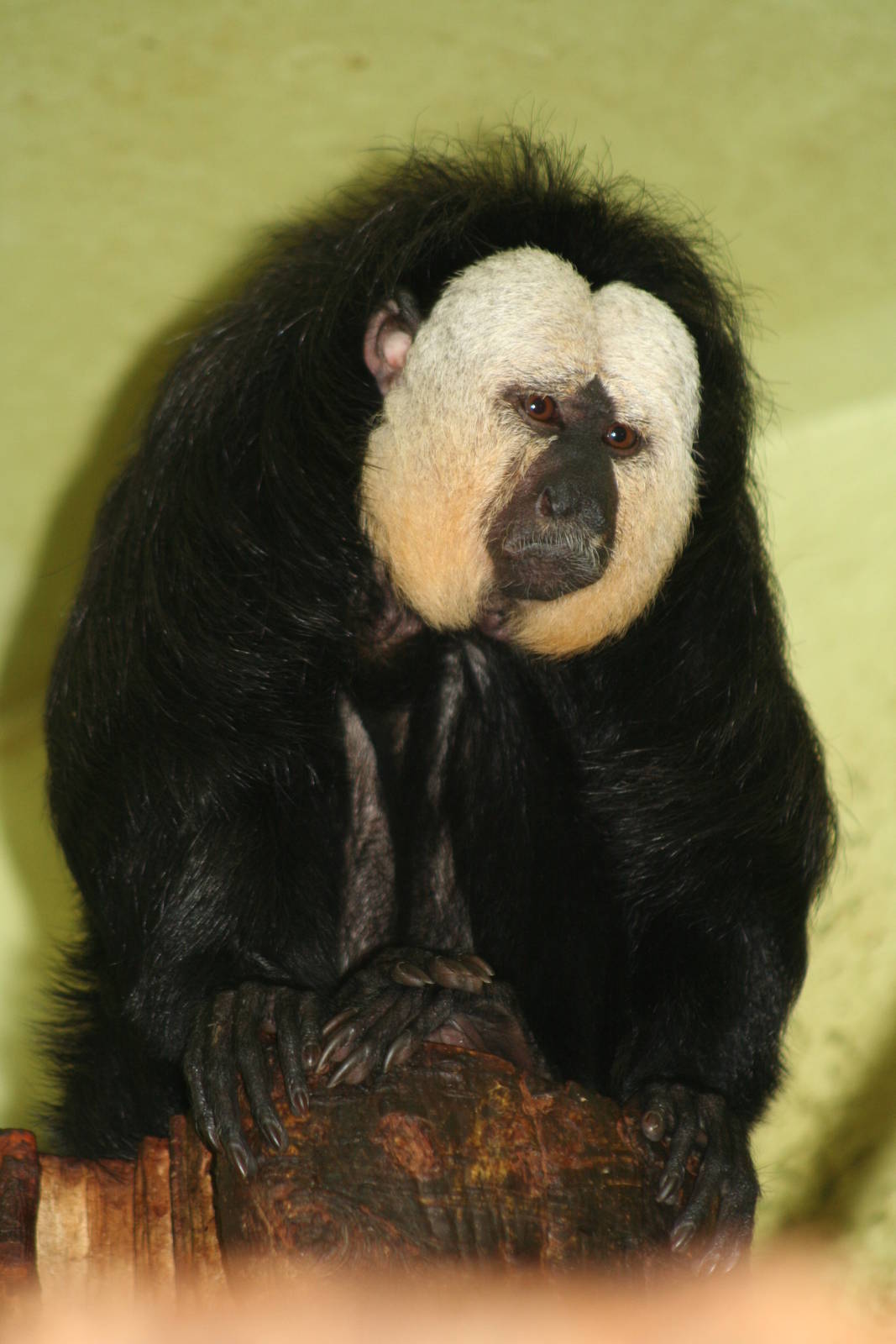Male White-faced Saki @ Edinburgh; 17.10.2010
