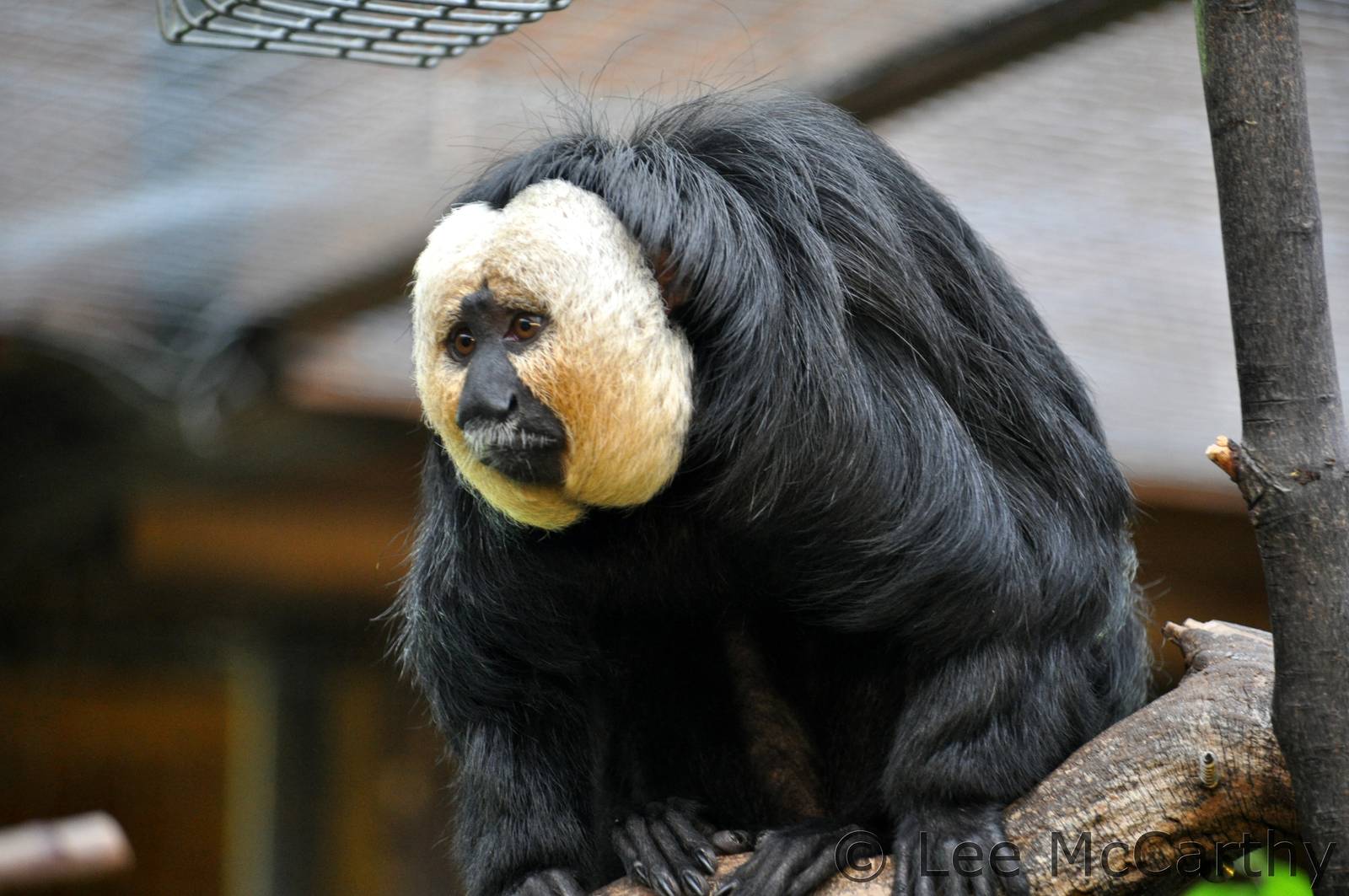 Male White Faced Saki Monkey