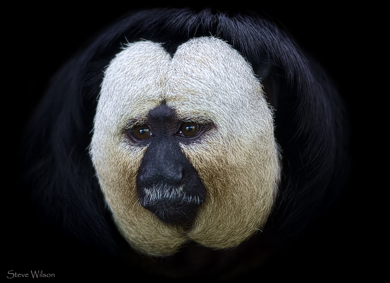 Male White Faced Saki Monkey