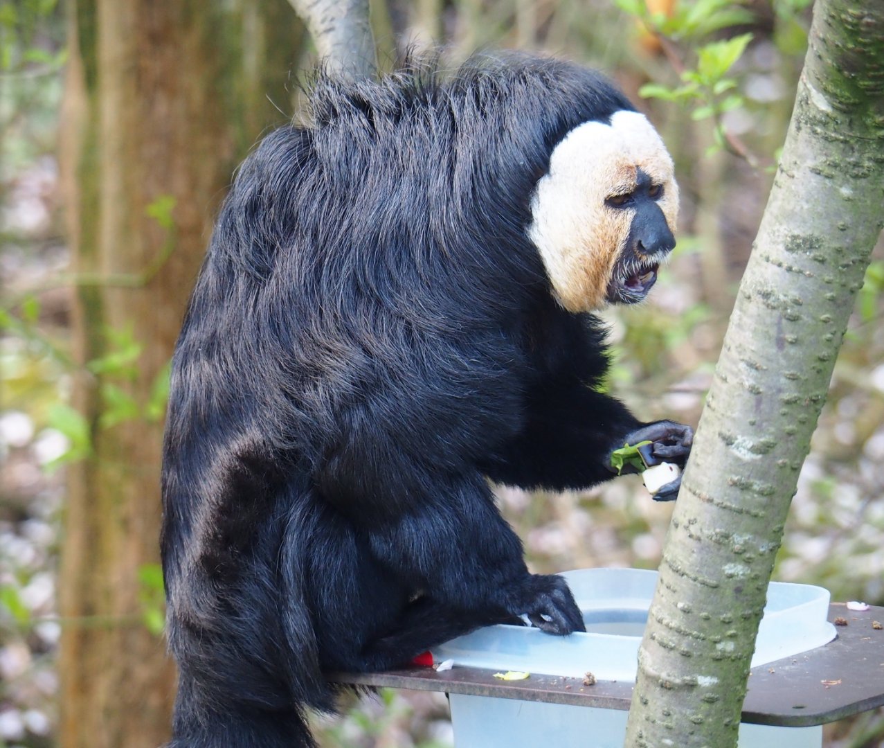 Male white-faced saki (Pithecia pithecia), 2019-03-30