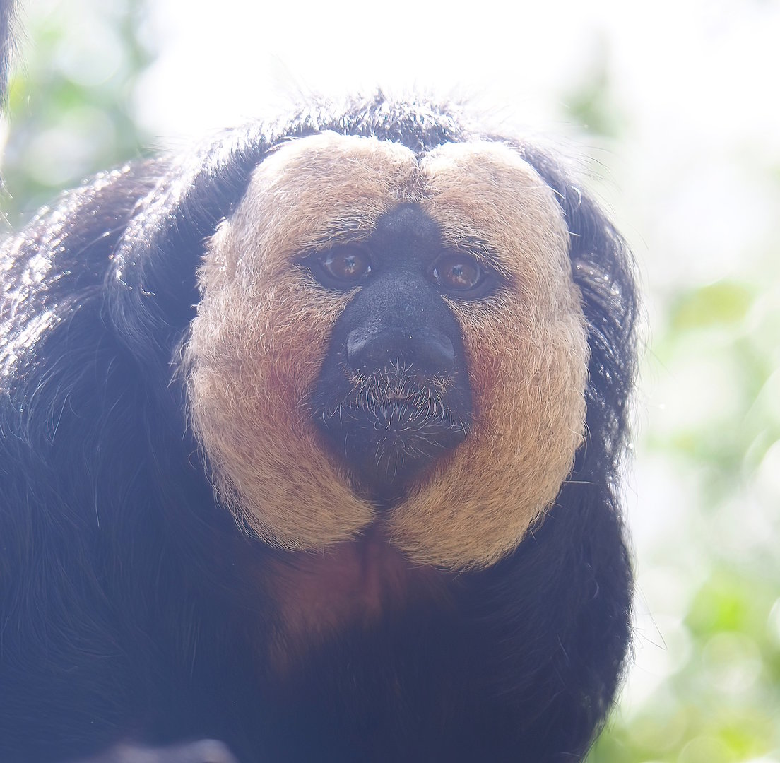 Male White-faced saki (Pithecia pithecia), 2022-08-28