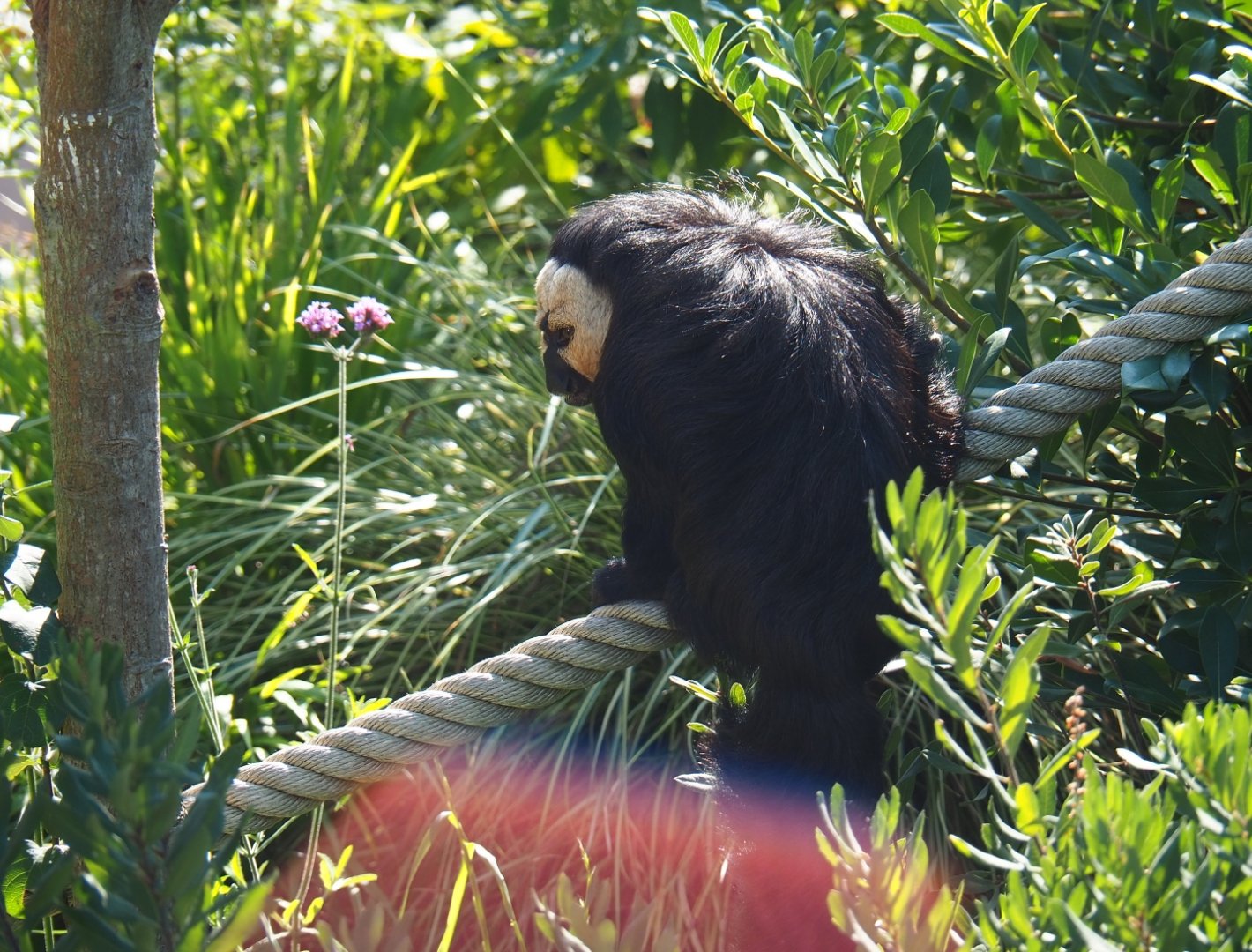 Male white-faced saki (Pithecia pithecia), Sep 2nd, 2018