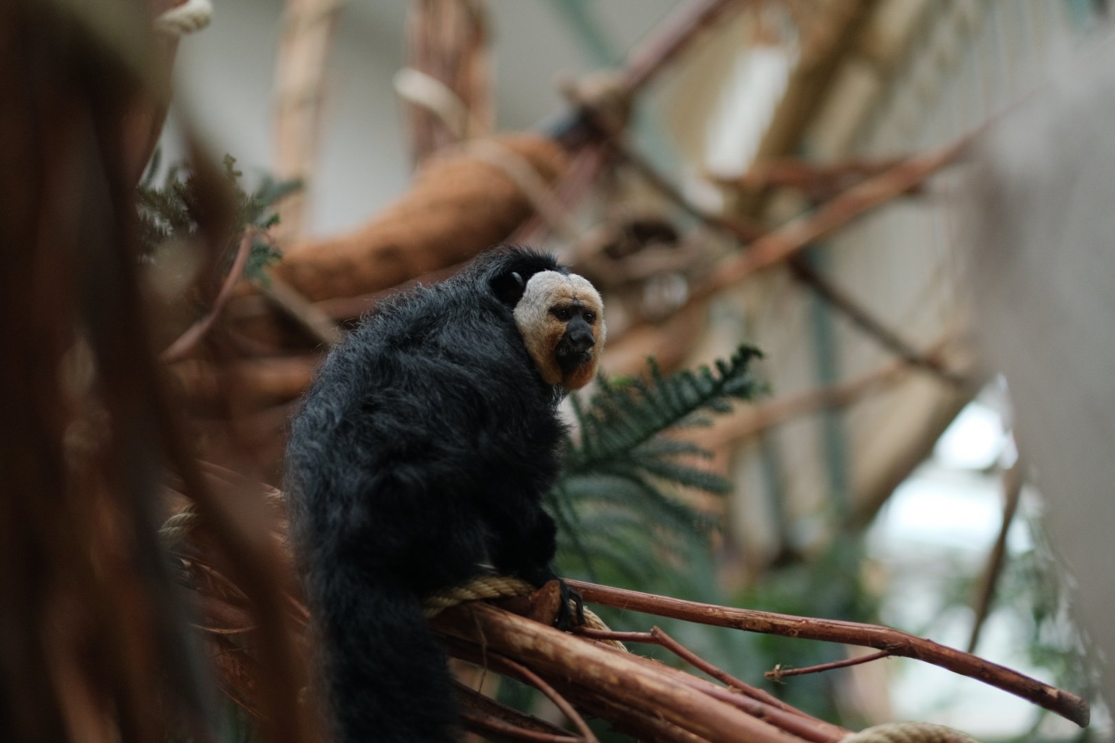 Male White-faced Saki (Pithecia pithecia)