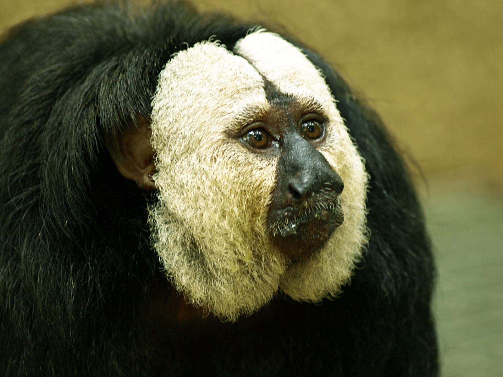 Male White-faced saki