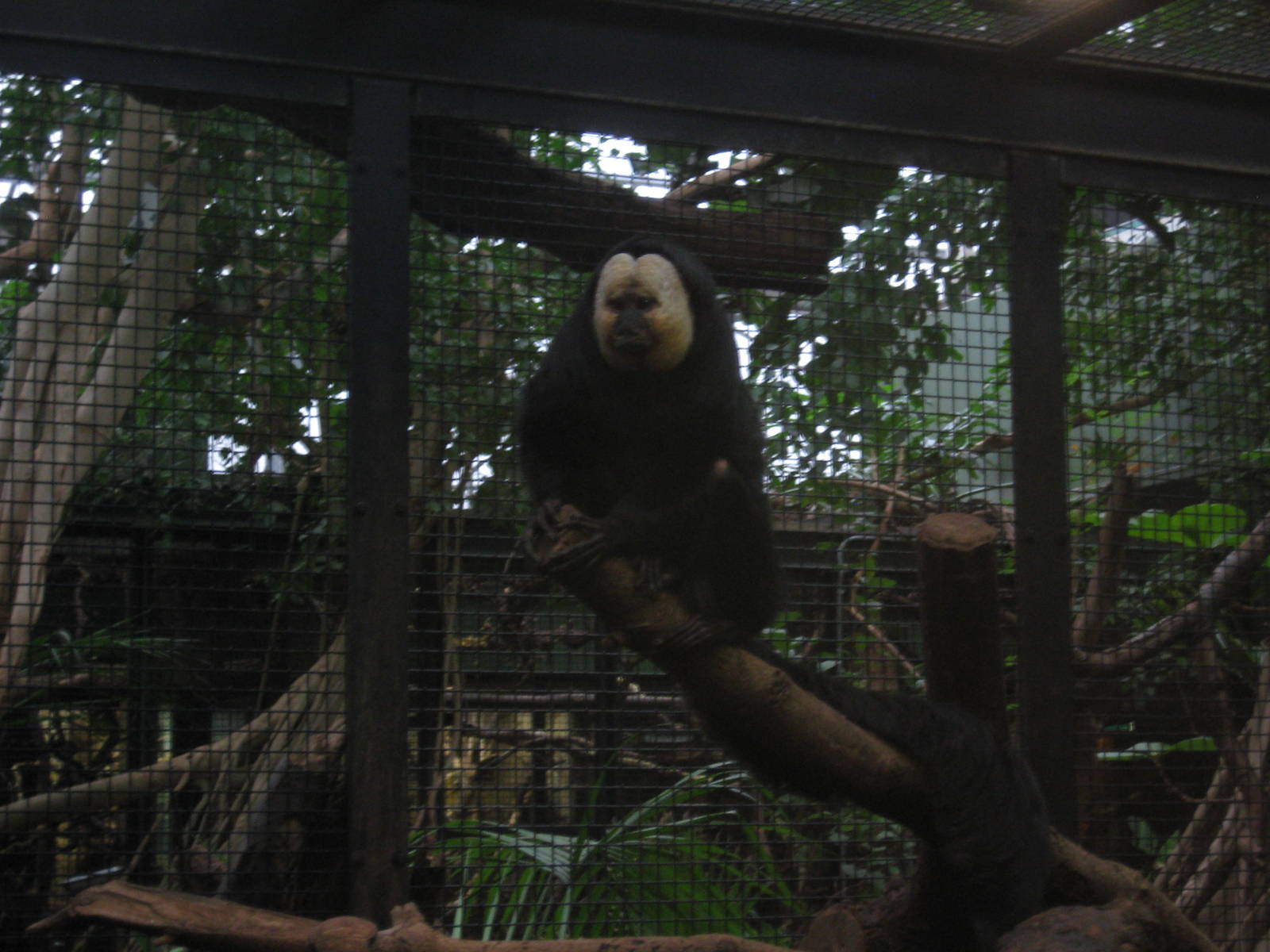 Male white-faced saki