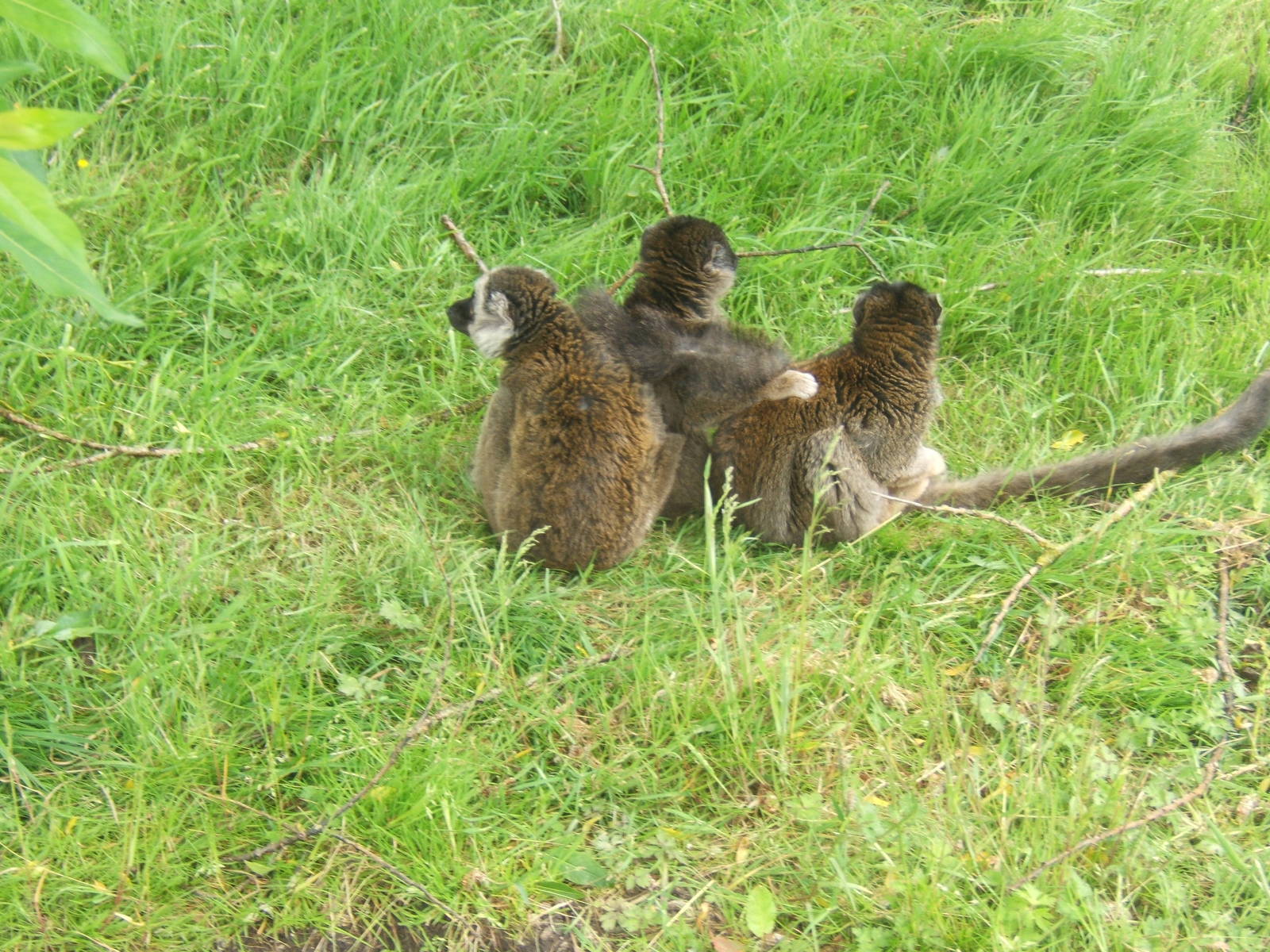 Male White-fronted and 2 Hybrid Brown Lemur females