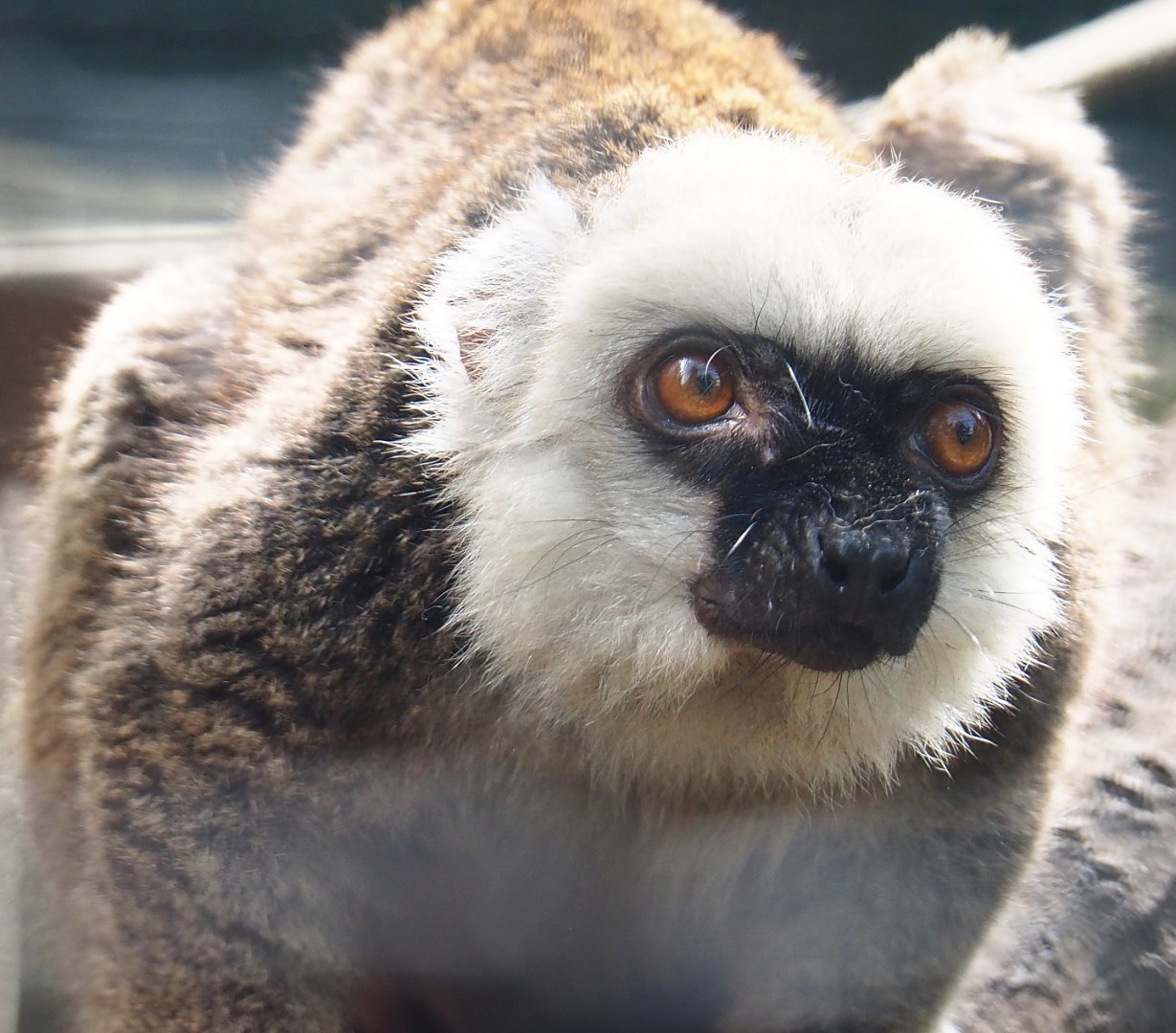 Male white-fronted lemur (Eulemur albifrons), 2020-06-20
