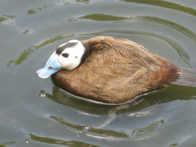 Male white-headed duck 2017