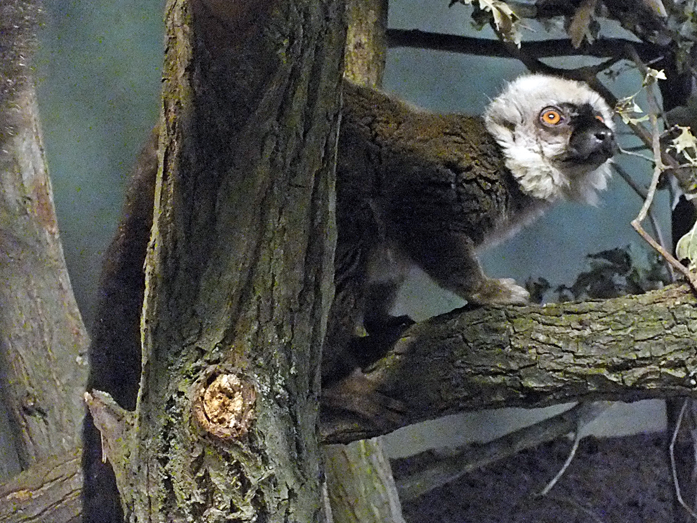 Male white-headed lemur