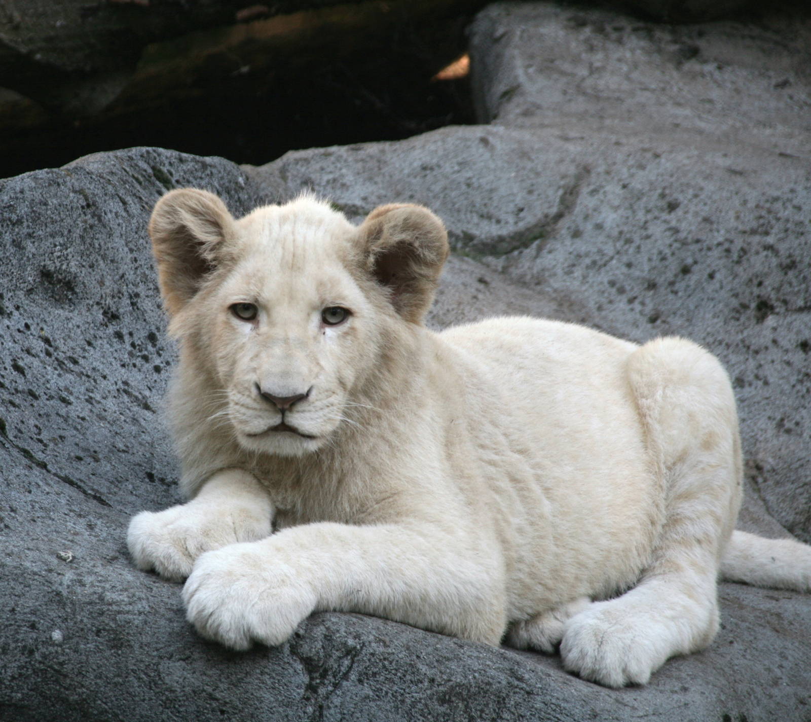 male White lion cub