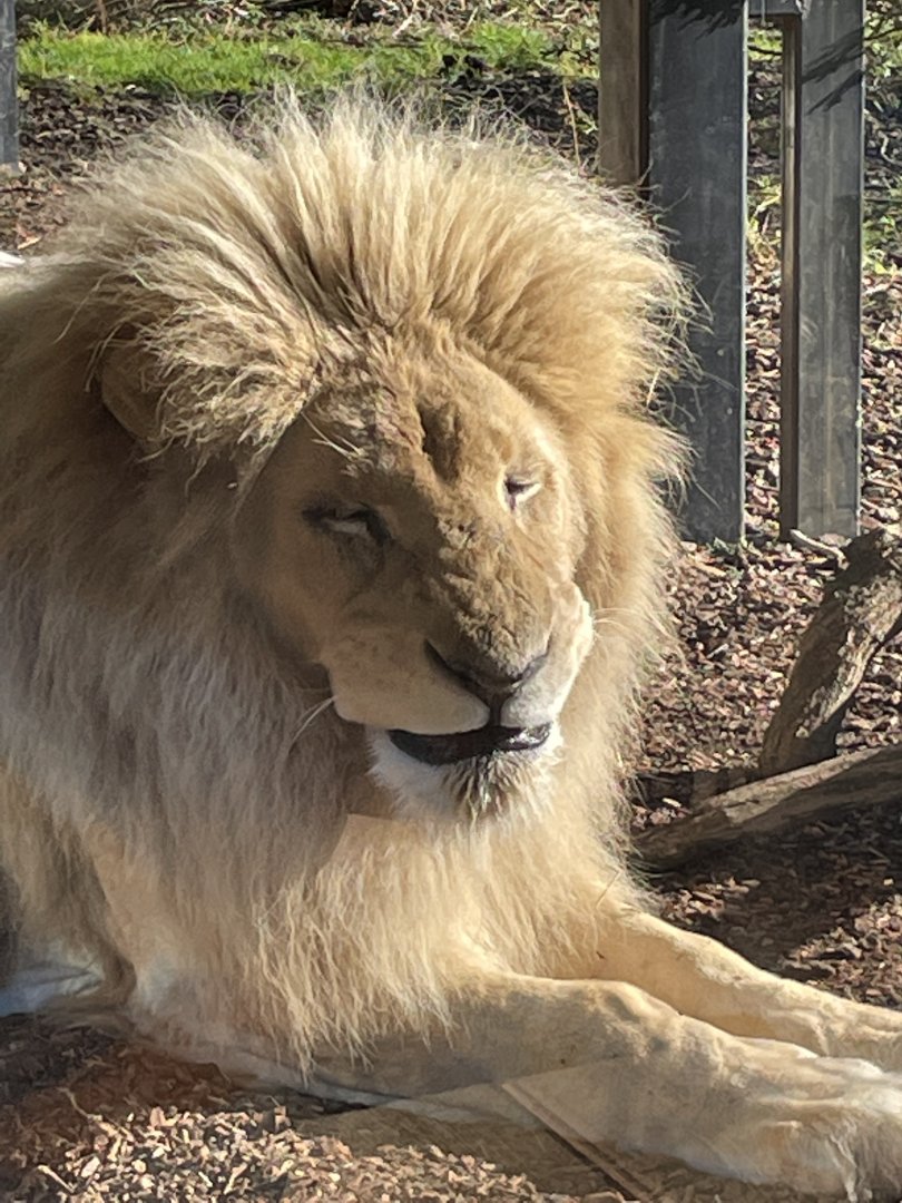 Male White Lion, Moto, Pulling a Face