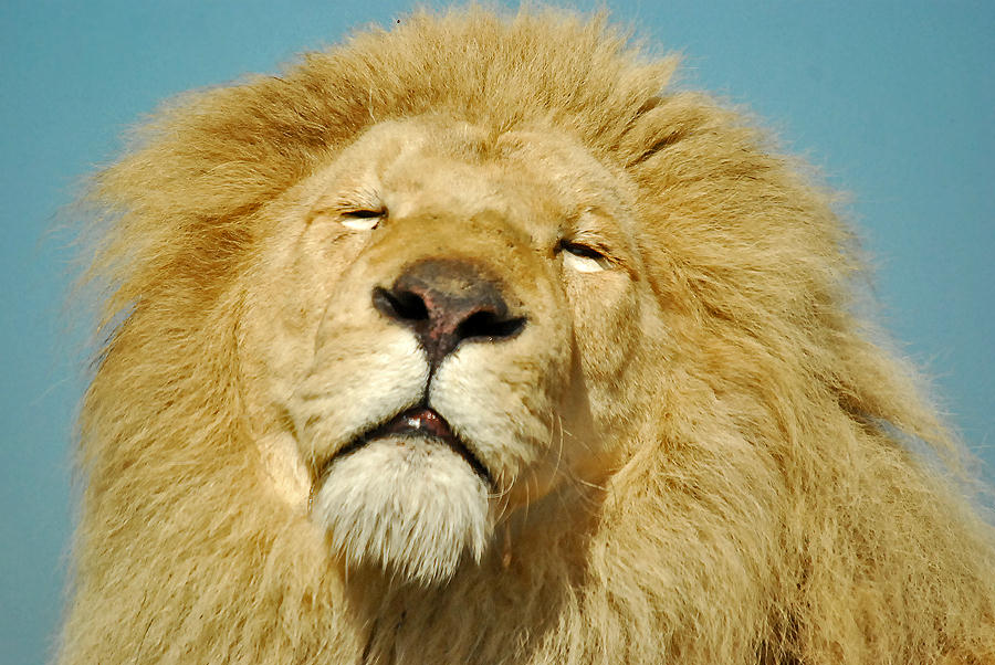 male white lion