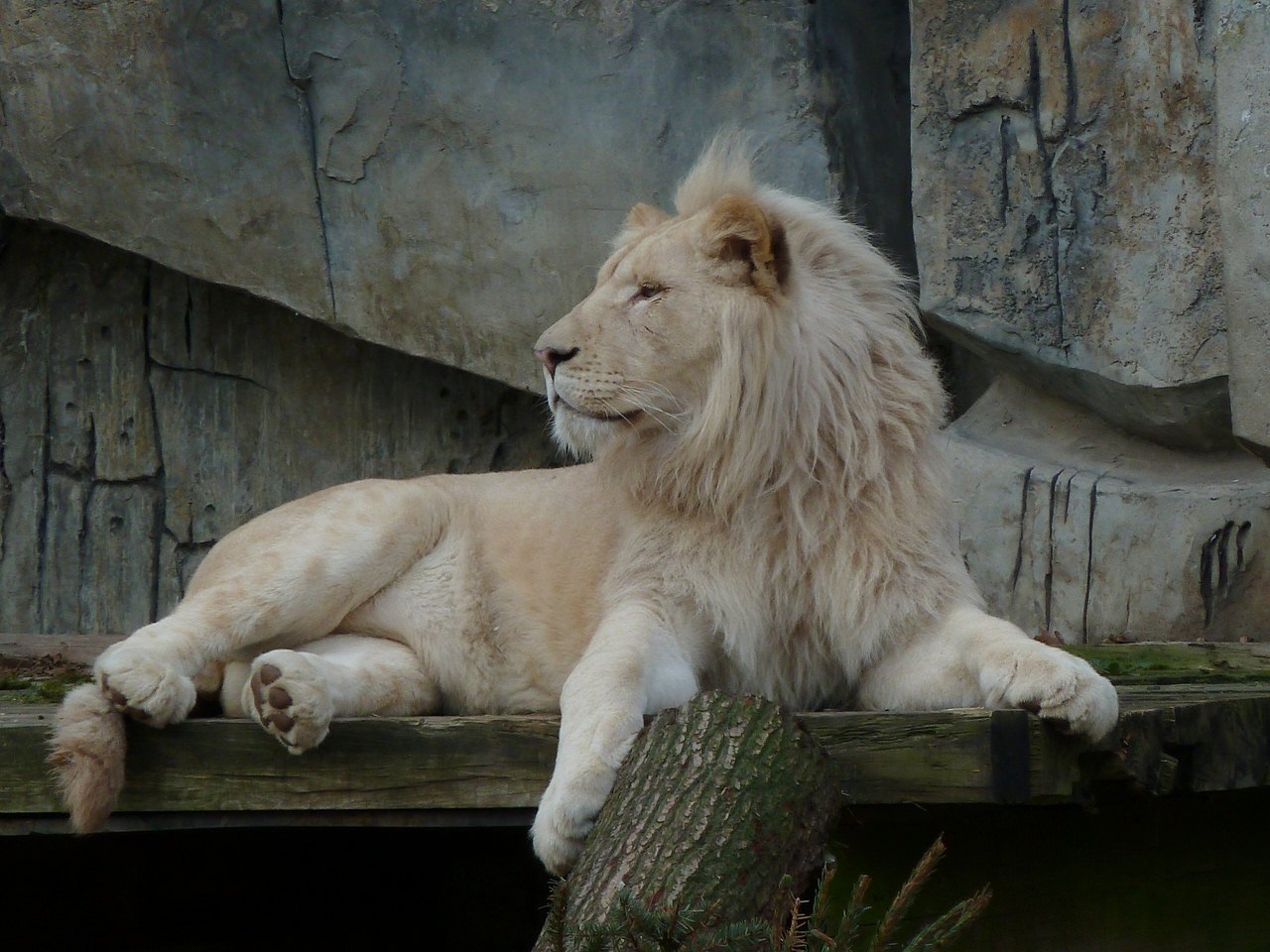 Male white lion
