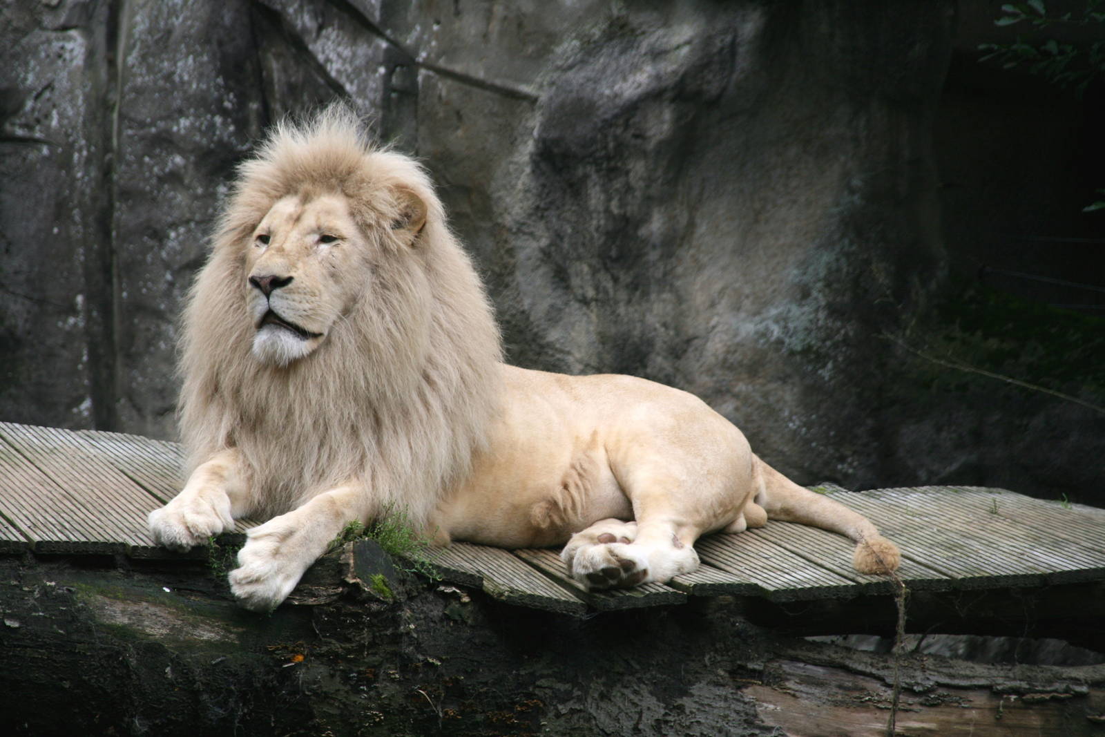male White lion
