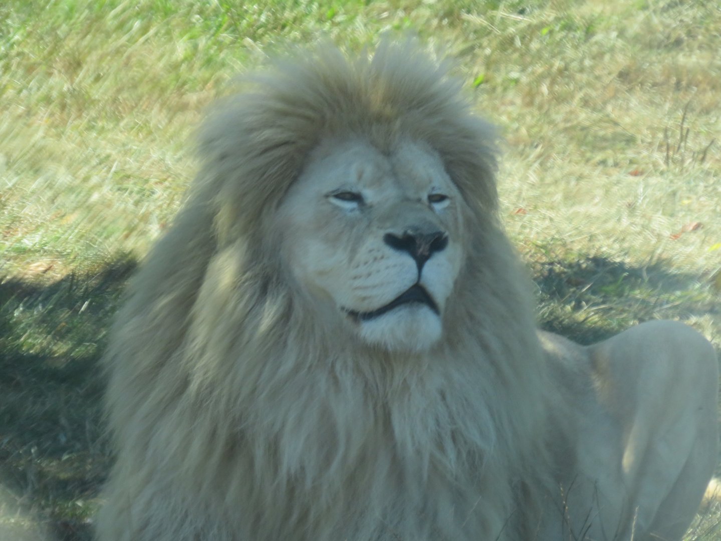 Male white lion