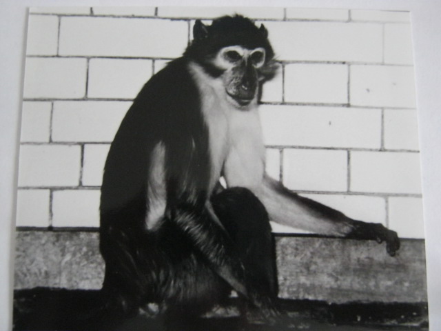 Male White-naped Mangabey.