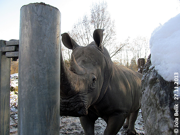 Male white rhino at Zoo Hellbrunn Salzburg