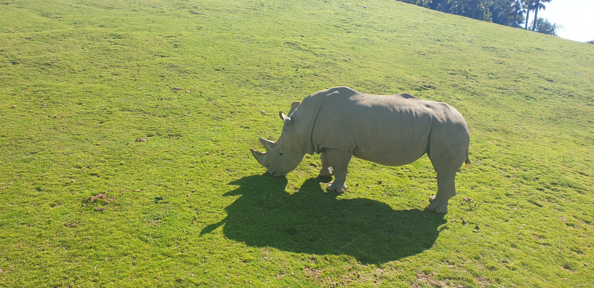 Male White Rhino