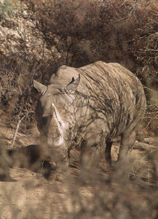 male white rhino