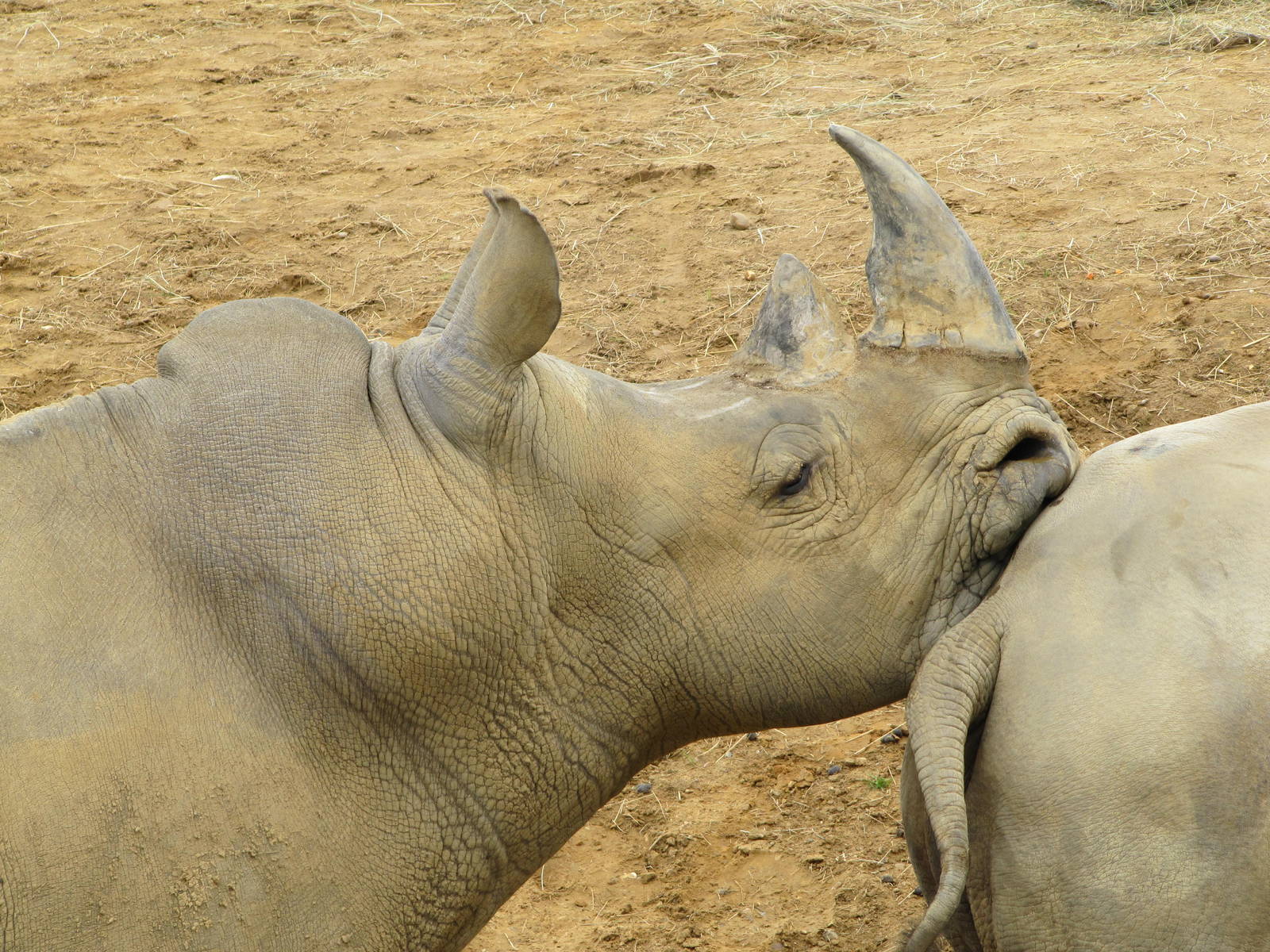 Male White Rhinoceros