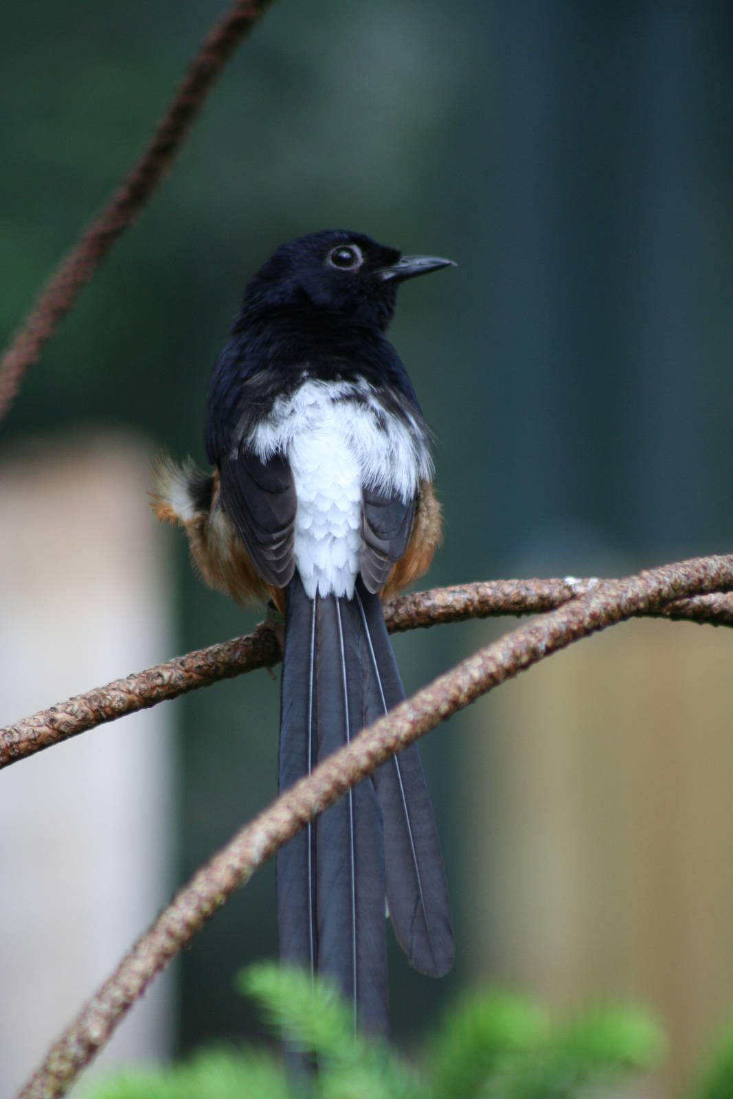 Male White-rumped Shama @ Bristol; 23.07.2011