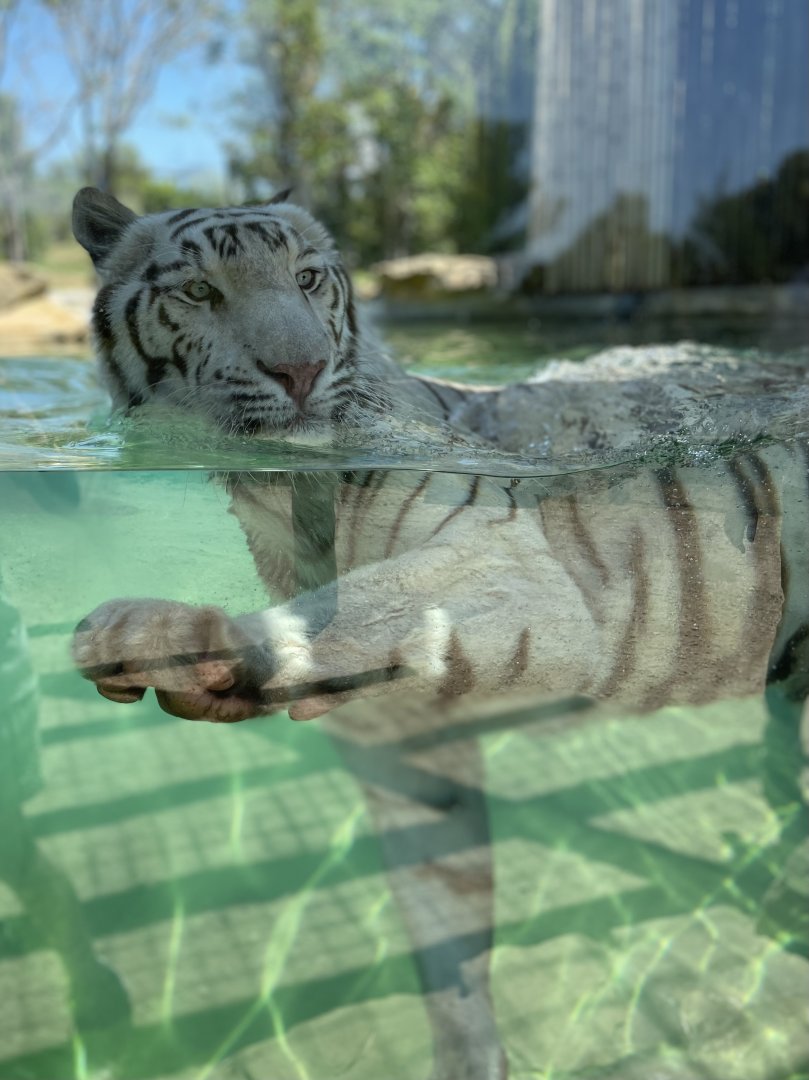 Male White Tiger, Tsagan