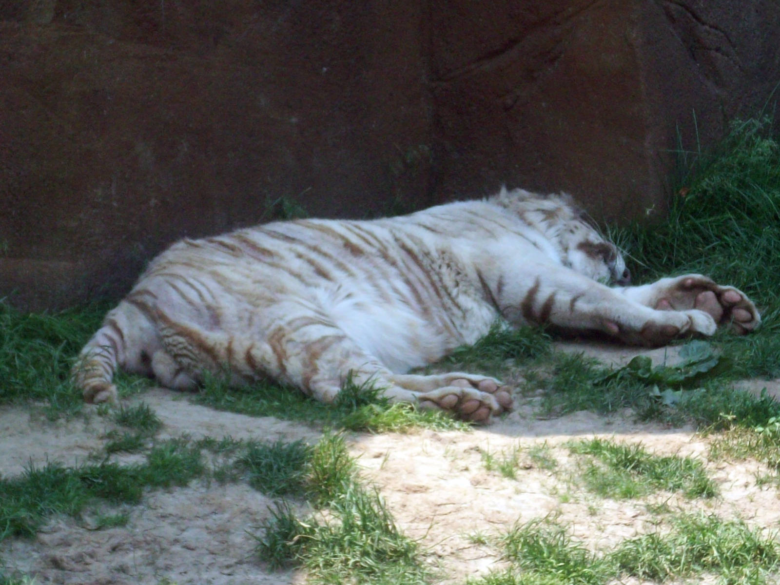 Male White Tiger
