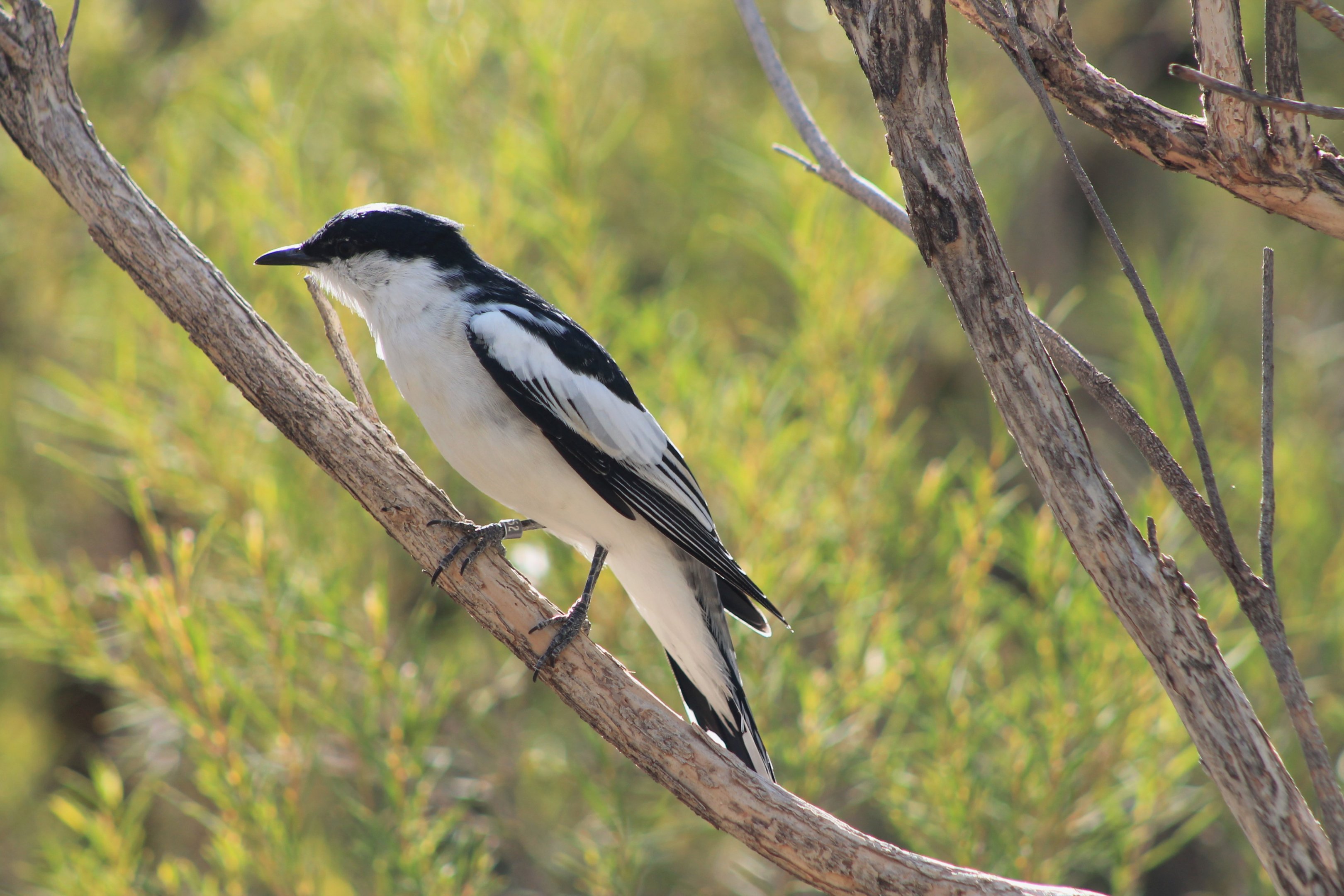 male White-winged Triller (Lalage tricolor)