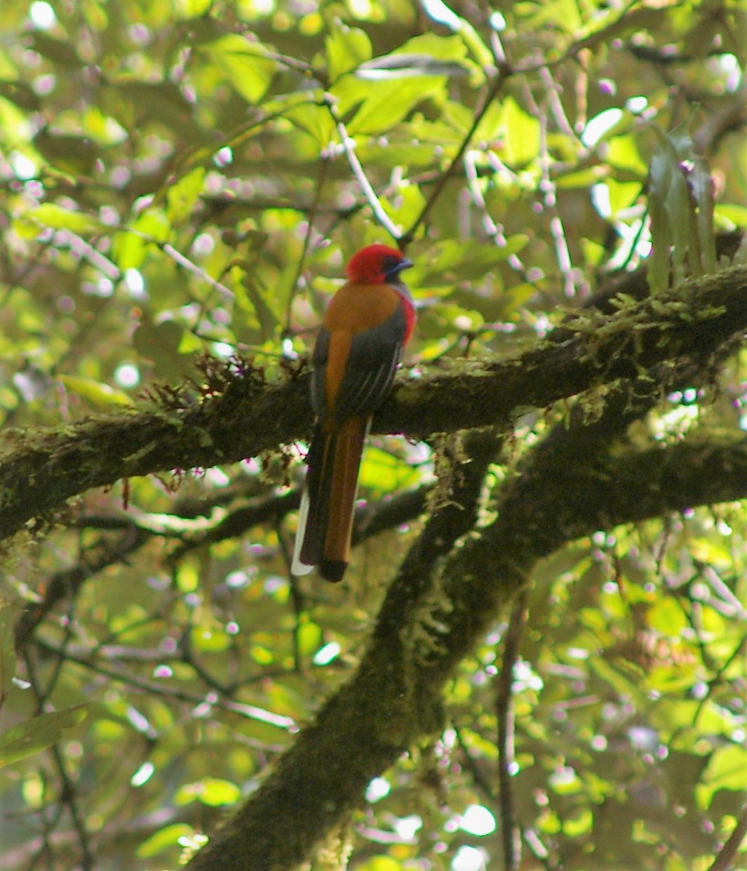 Male Whitehead's Trogon (Harpactes whiteheadi)