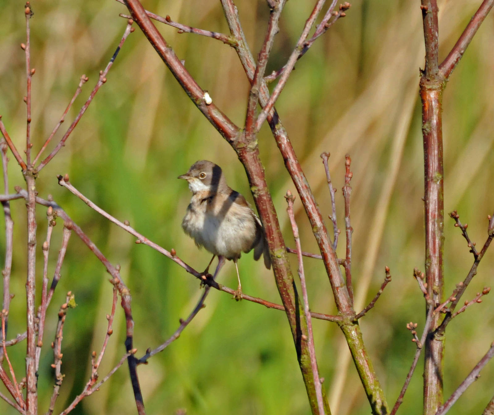 MALE WHITETHROAT
