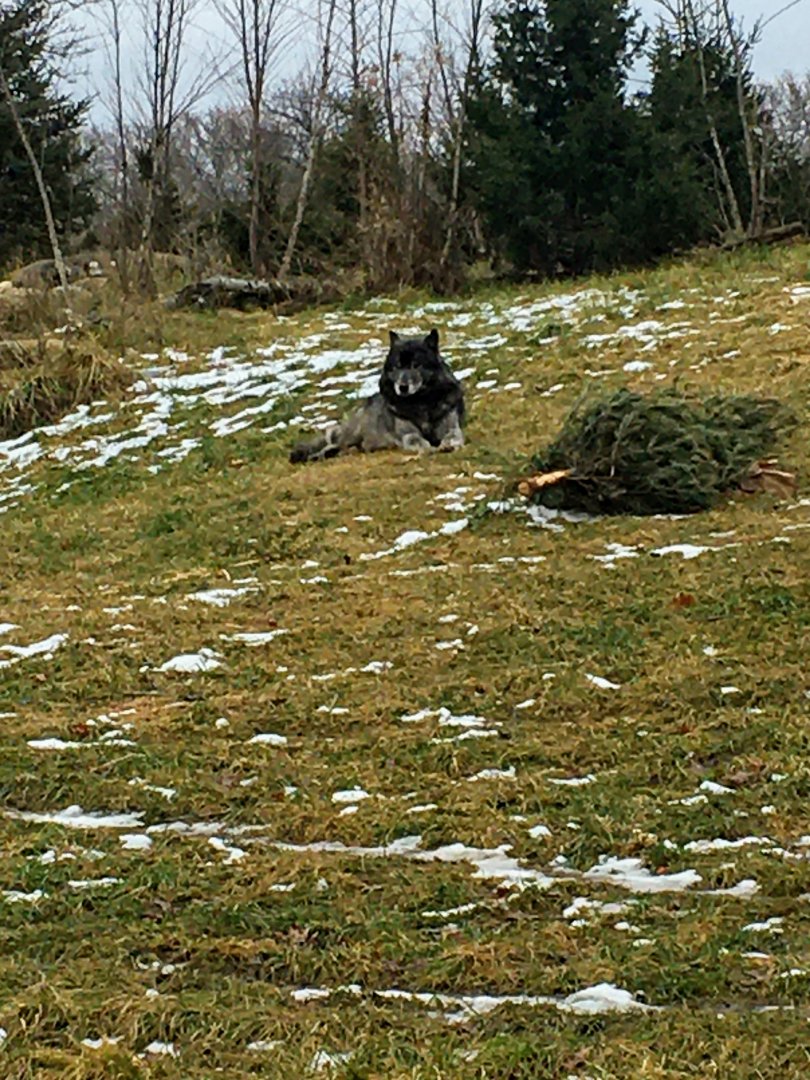Male Wolf Laying Down
