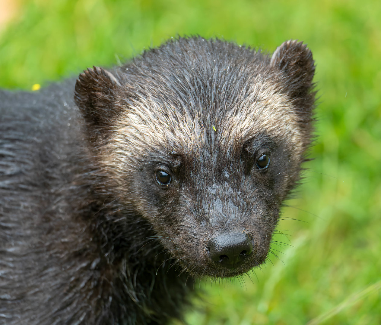 Male wolverine (Bodie), Whipsnade, UK