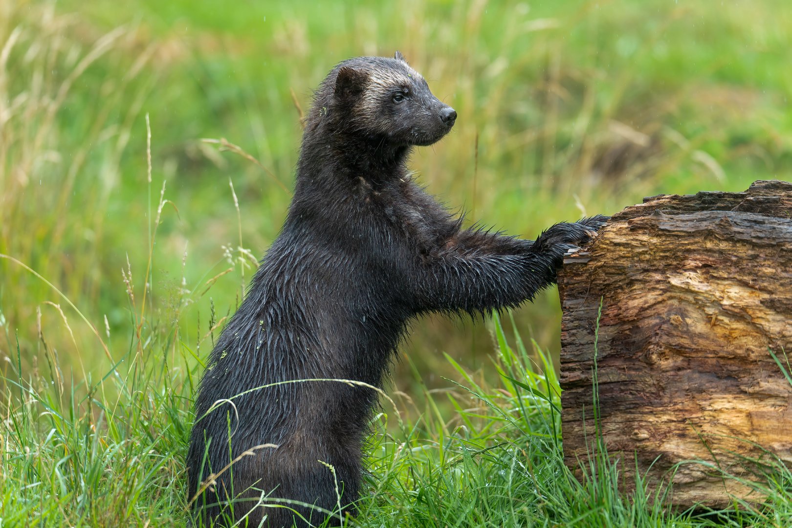 Male wolverine (Bodie) Whipsnade UK