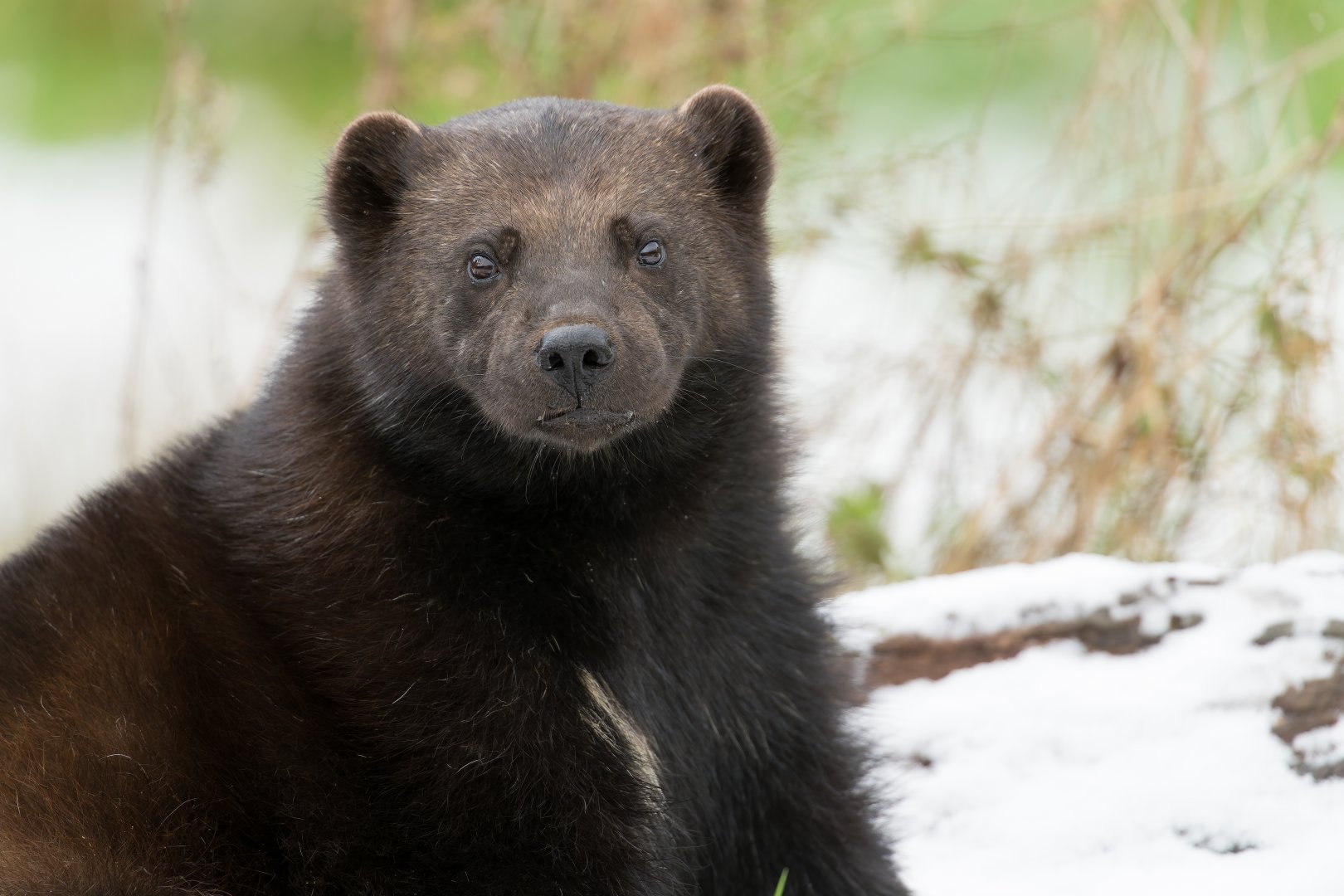 Male wolverine, ZSL Whipsnade, UK