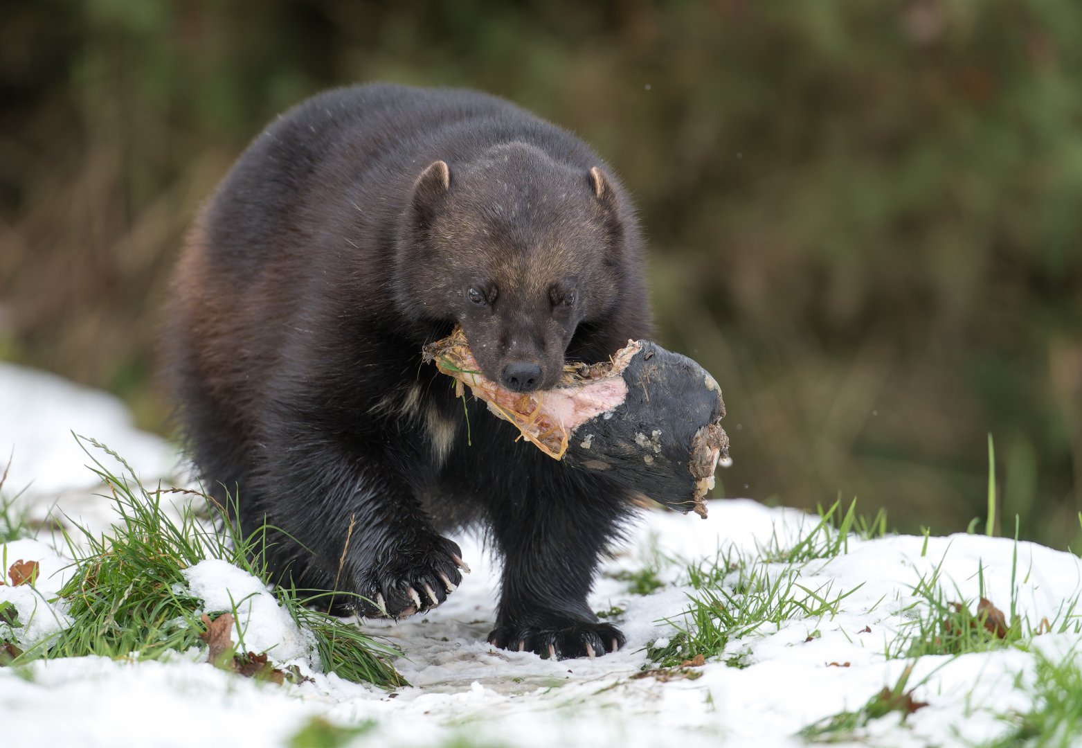 Male wolverine, ZSL Whipsnade, UK