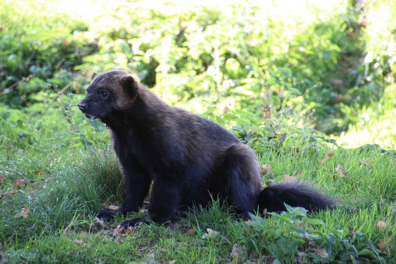 Male Wolverine