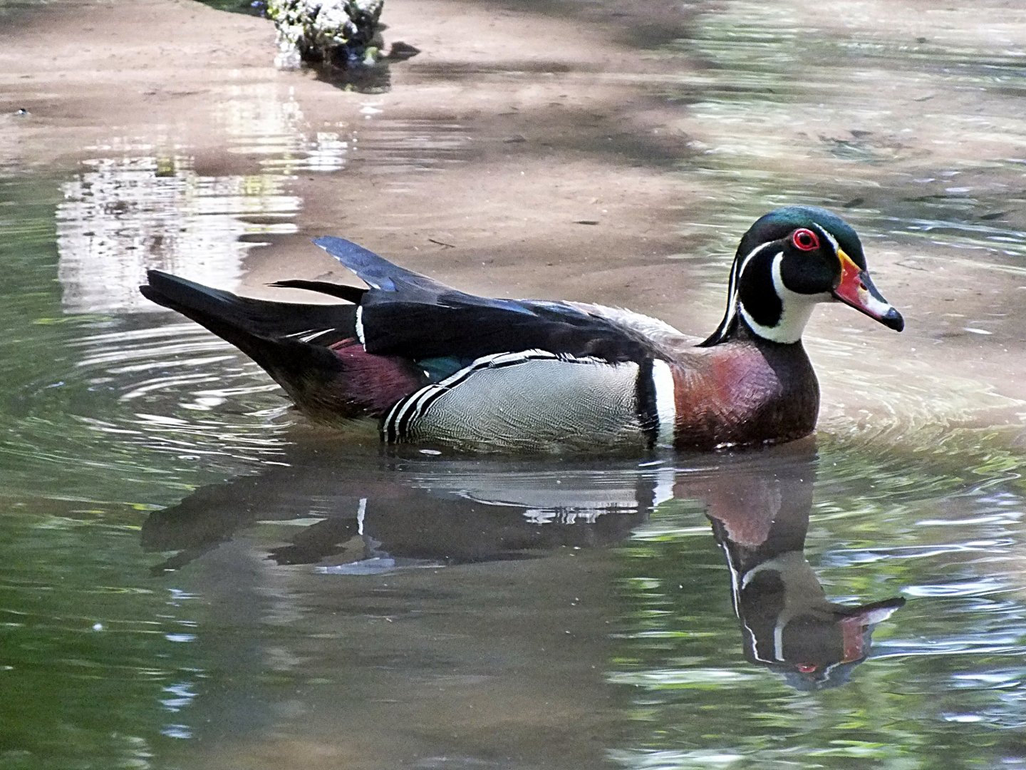 Male wood duck