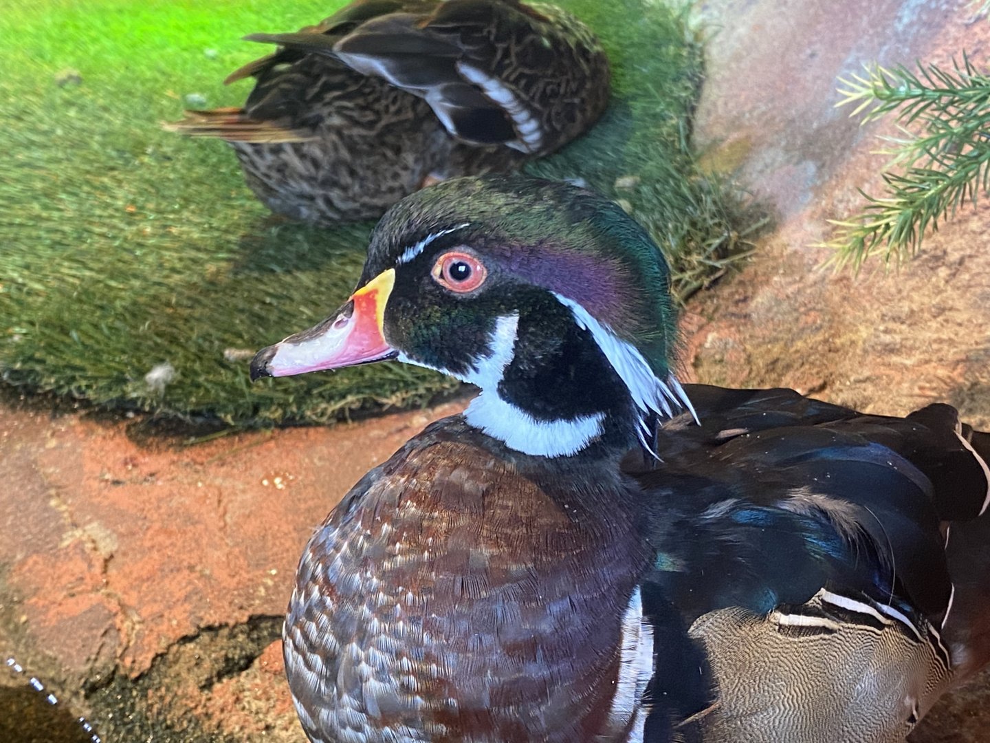 Male Wood Duck