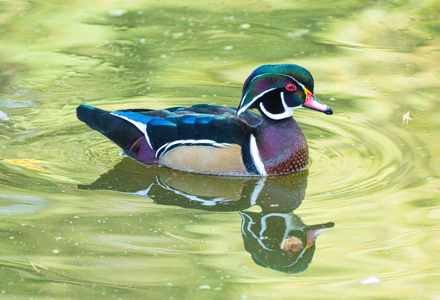Male Wood Duck