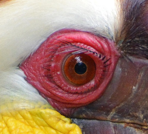 Male Wreathed hornbill eye.
